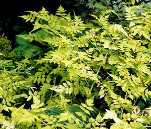 Rubus cockburnianus 'Aureus'