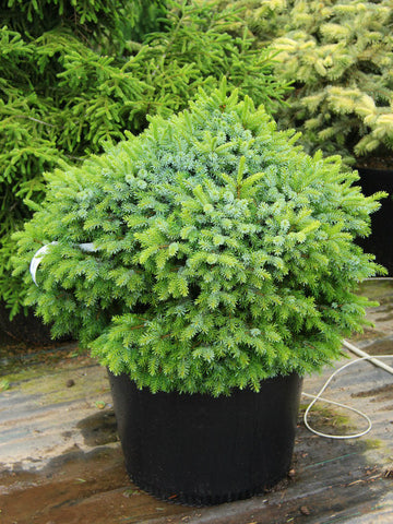 Picea omorika 'Nana'