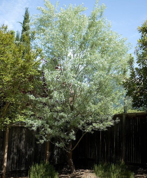 Salix alba var. 'Sericea'
