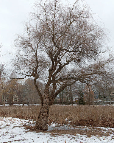 Salix babylonica 'Tortuosa' (aka Curly Willow)