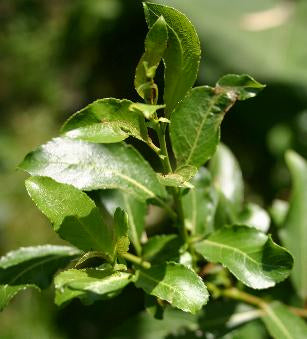 Salix gracilistyla 'Melanostachys'
