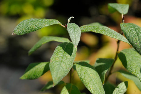 Salix helvetica