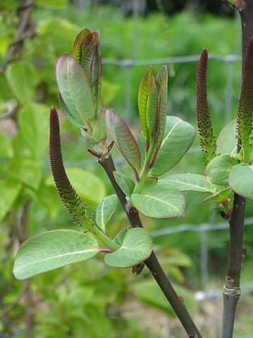 Salix magnifica - male