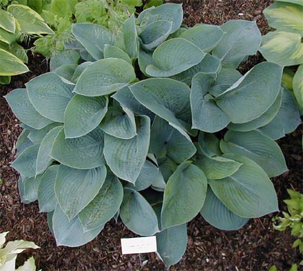 Hosta 'Samual Blue'