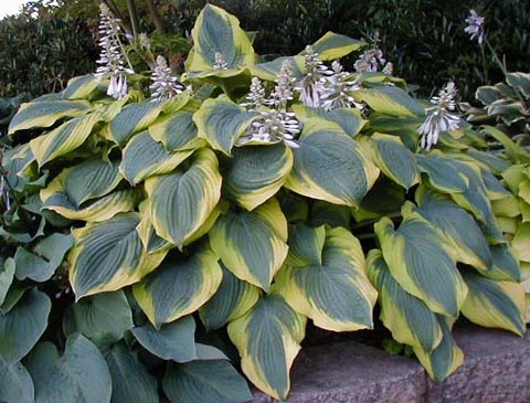 Hosta 'Satisfaction'