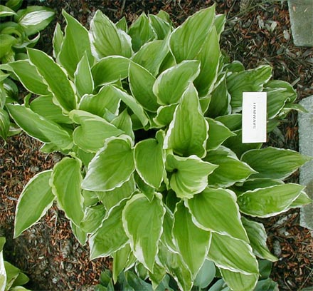 Hosta 'Savannah'