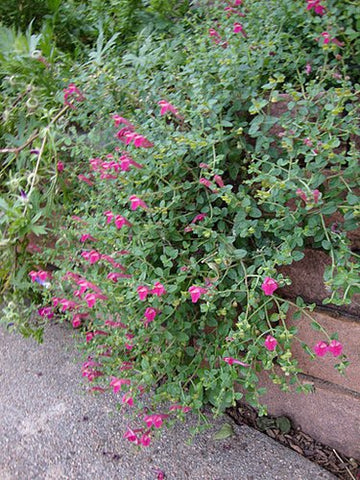 Scutellaria suffrutescens