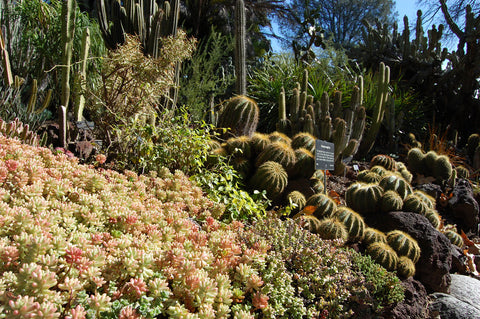 Sedum rubrotinctum 'Aurora'