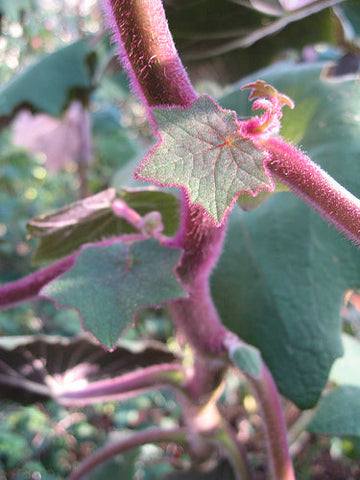 Senecio cristobalensis