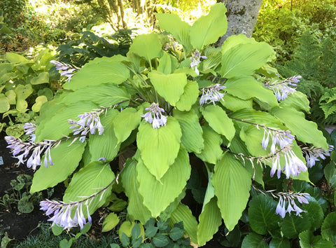 Hosta 'Shimmy Shake'