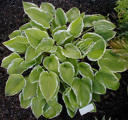 Hosta 'Shirley Vaughn'