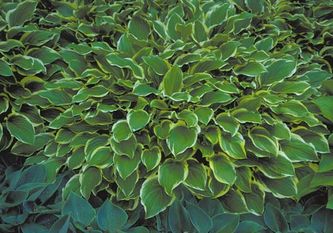 Hosta 'So Sweet'