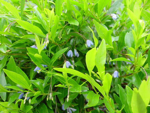 Sollya heterophylla