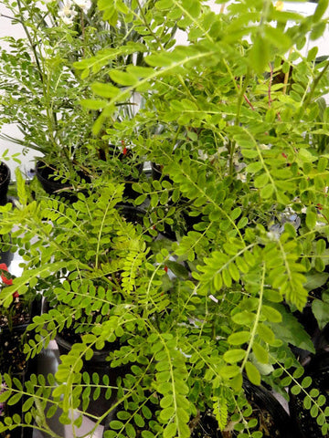 Sophora davidii