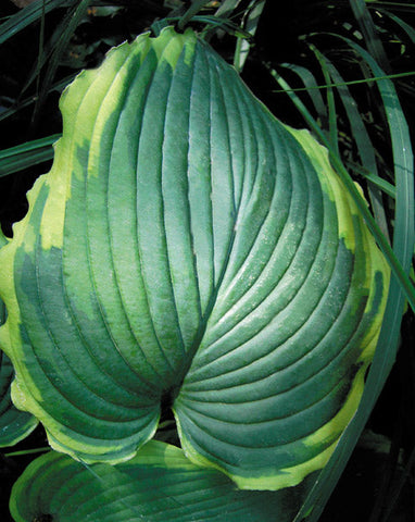 Hosta 'Spartacus'