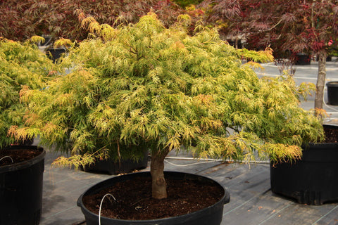 Acer palmatum 'Lemon Lime Lace'