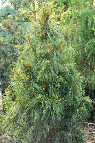 Pinus koraiensis 'Oculis Draconis'