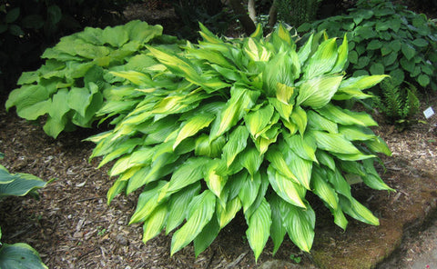 Hosta 'Spritzer'