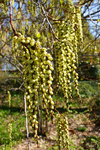 Stachyurus praecox