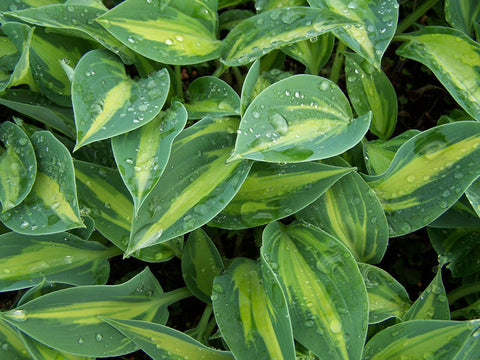 Hosta 'Stand By Me'