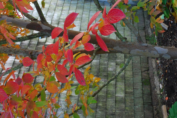 Stewartia pseudocamellia 'Ballet'