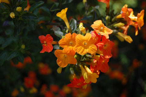 Streptosolen jamesonii