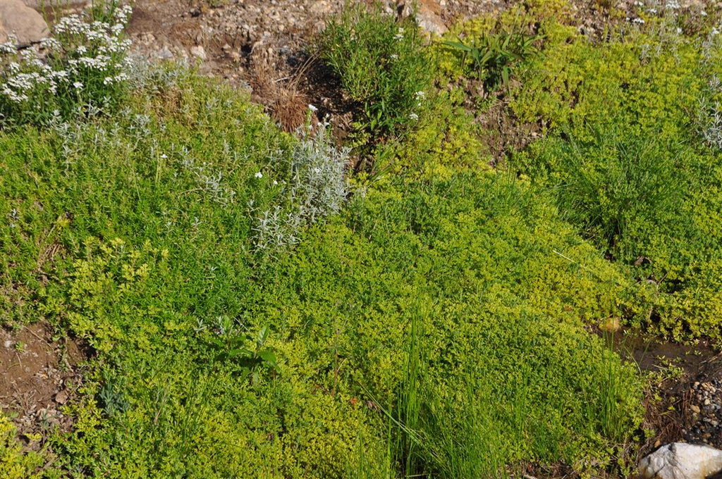 Sedum sarmentosum (Stringy Stonecrop) – plant lust