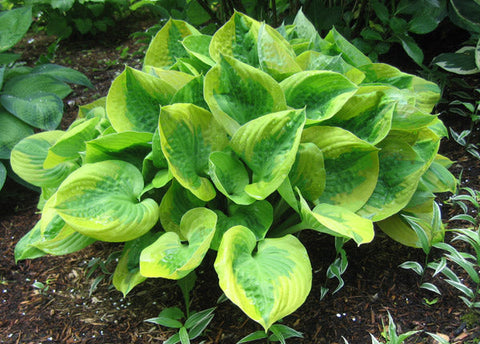 Hosta 'Summer Breeze'