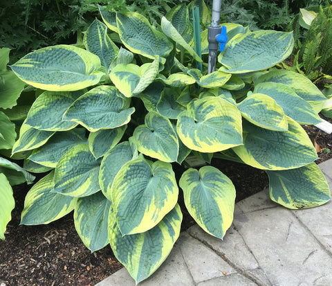 Hosta 'Sunnybrook'