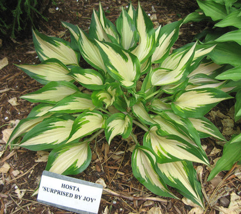 Hosta 'Surprised By Joy'