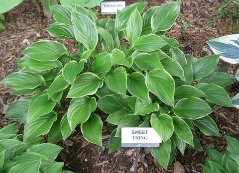 Hosta 'Sweet Thing'