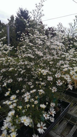 Symphyotrichum pilosum var. pringlei 'Monte Cassino' (aka Aster ericoides 'Monte Cassino')
