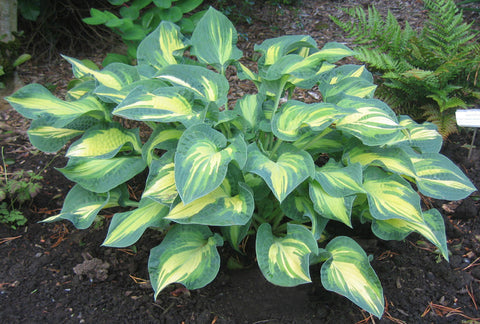 Hosta 'Tangerine Tango'