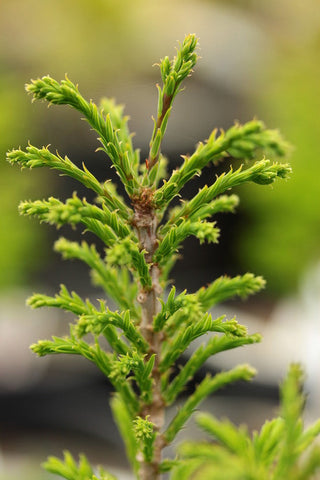Taxodium distichum 'Hursley Park'