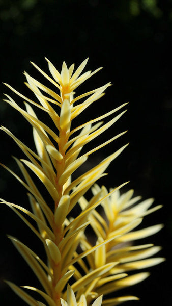 Taxus baccata 'White Pillar'
