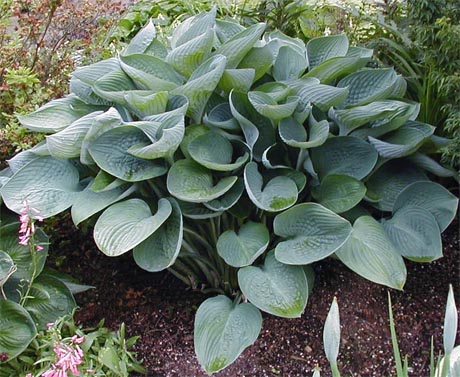 Hosta 'Tenryu'