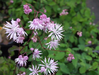 Thalictrum kiusianum