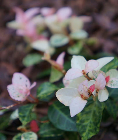 Trachelospermum asiaticum 'Hatsuyuki'