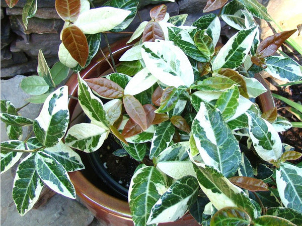 Trachelospermum asiaticum 'Nagaba'
