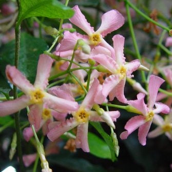 Trachelospermum  jasminoides 'Pink Showers'