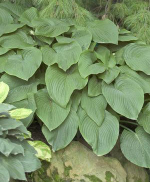 Hosta 'T Rex'