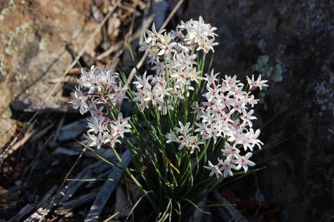 Tulbaghia cominsii