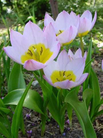 Tulipa bakeri 'Lilac Wonder'