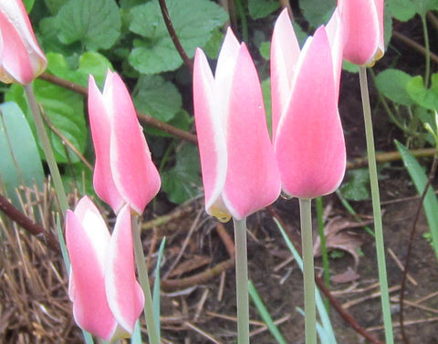 Tulipa clusiana 'Lady Jane'