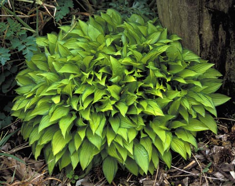 Hosta 'Twist Of Lime'