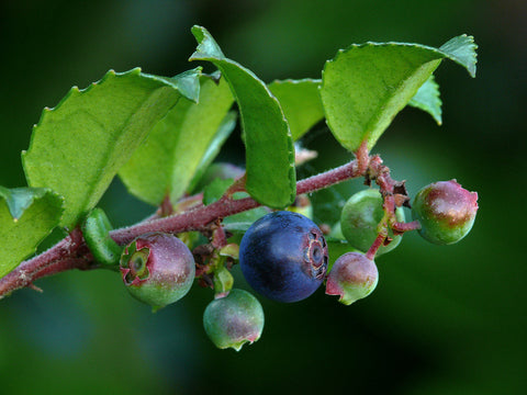 Vaccinium ovatum