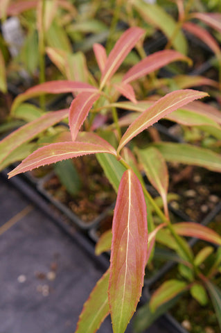 Viburnum aff. henryi