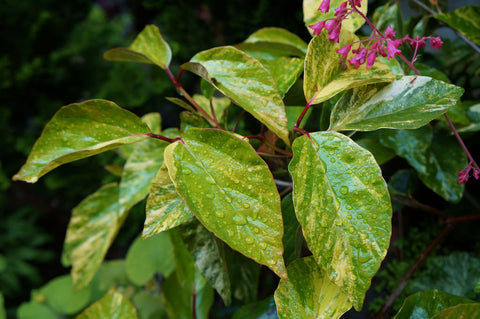 Viburnum japonicum 'Variegata'