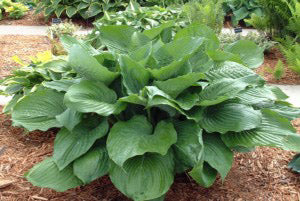 Hosta 'Vim And Vigor'