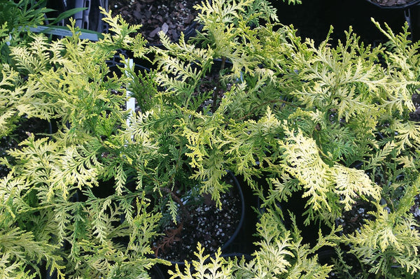 Chamaecyparis pisifera 'Vintage Gold' (Japanese False Cypress)